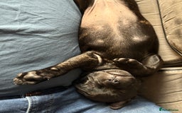 Staffordshire Bull Terrier dogs for sale: Paws Above The Rest  - Image 20