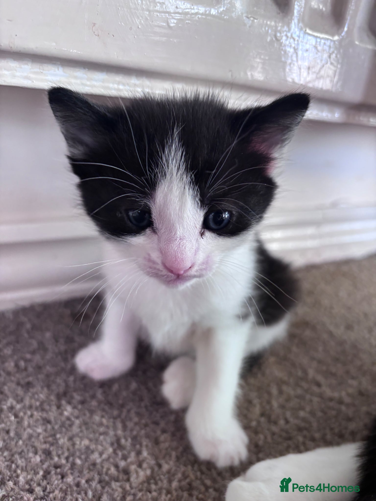 Mixed Breed cats 6 beautiful kittens looking for forever home - Advert 5
