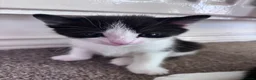 Mixed Breed cats for sale: 6 beautiful kittens looking for forever home in Peacehaven - Advert 1