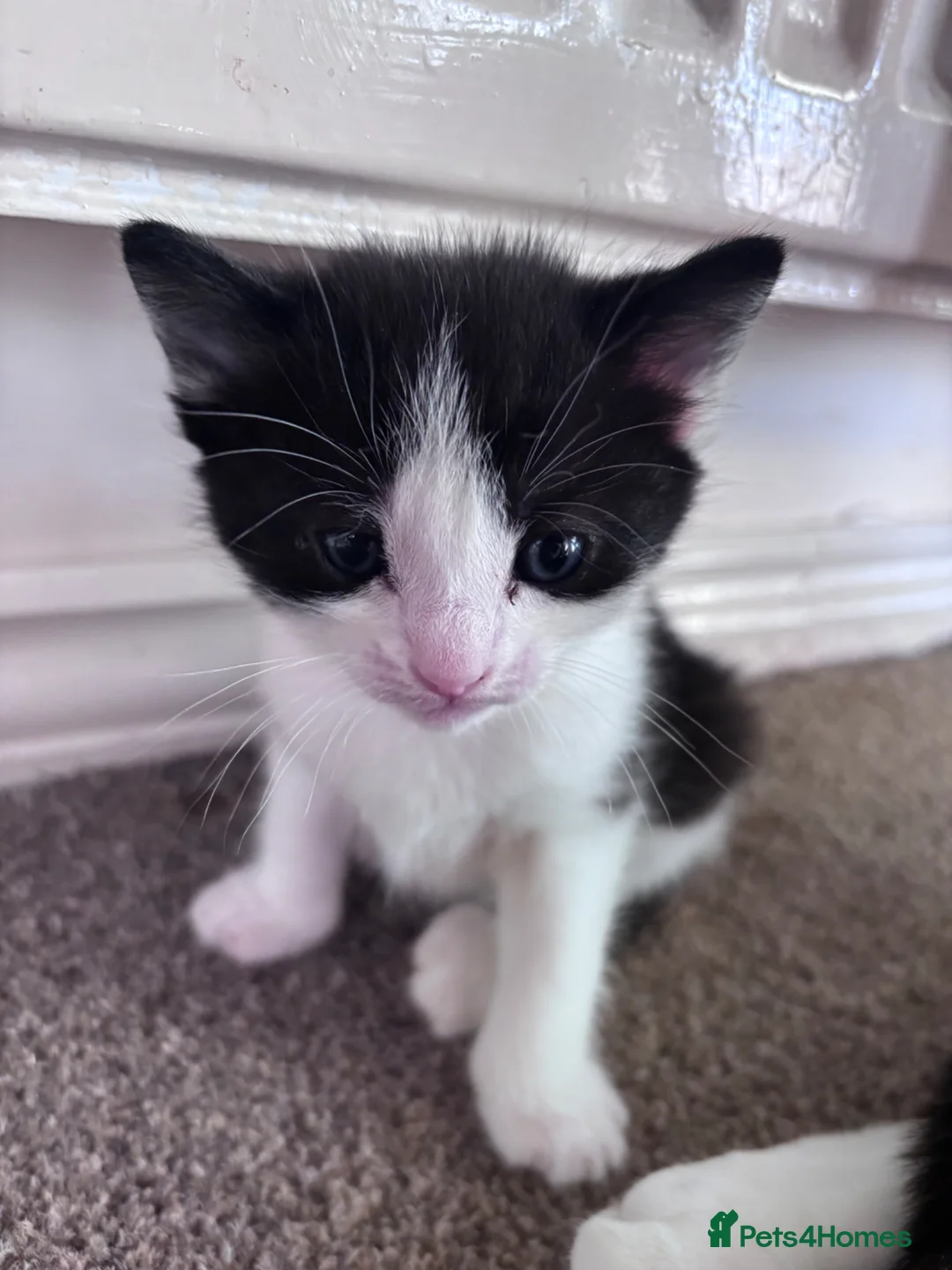 Mixed Breed cats for sale: 6 beautiful kittens looking for forever home in Peacehaven - Advert 1