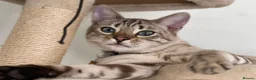 Bengal cats for sale: LaRusso–Stunning Young Snow Bengal w/ Blue Eyes - Advert 9