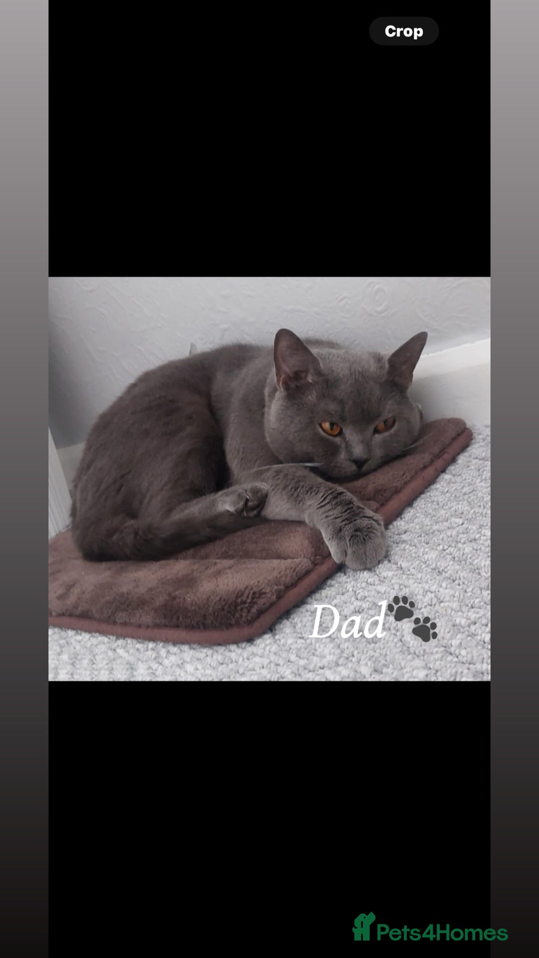 Scottish Fold cats for sale: Gorgeous fluffy Scottish fold available - Image 5