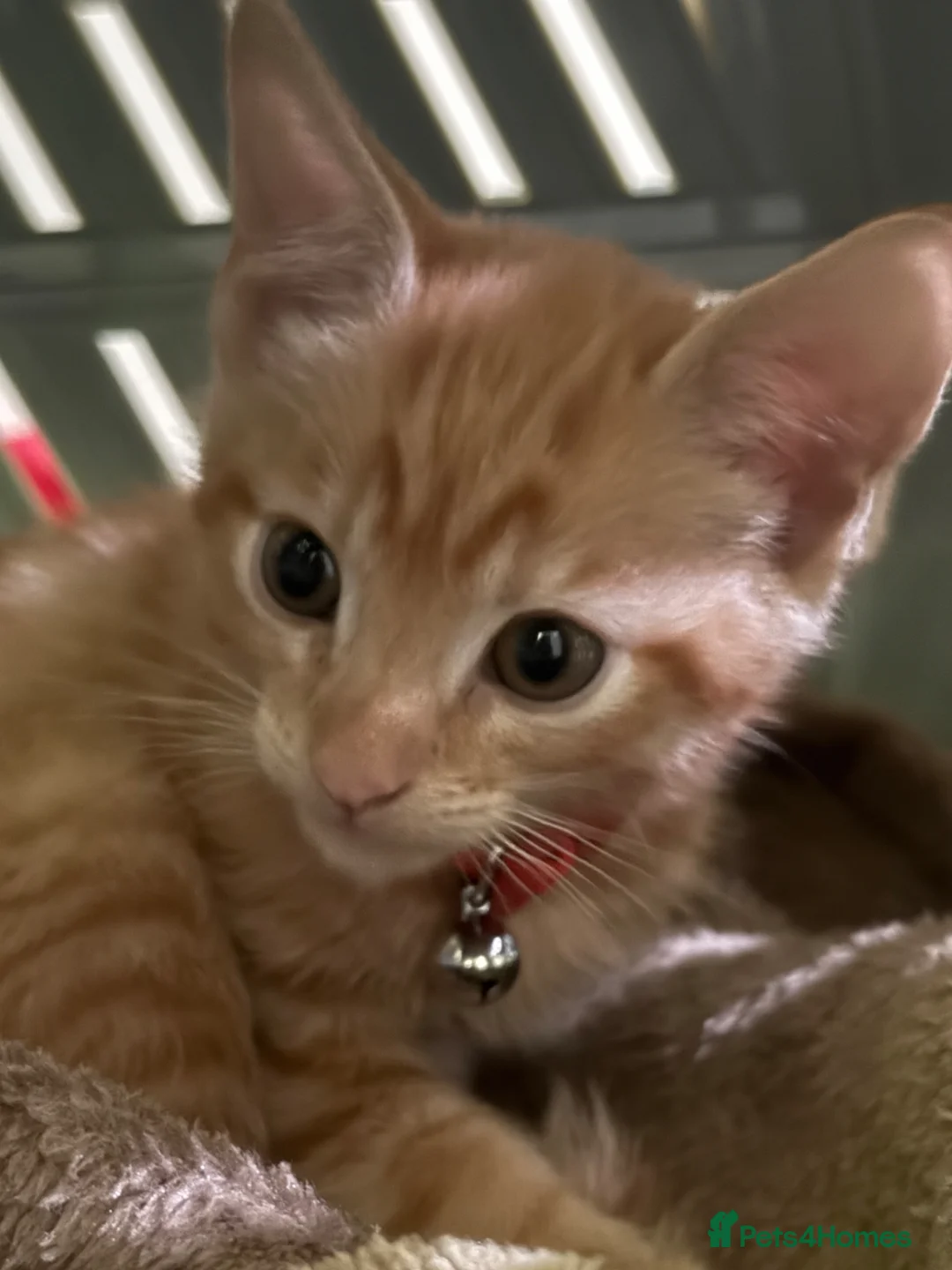 Mixed Breed cats for sale: 8 week old kitten for sale  in London - Advert 2