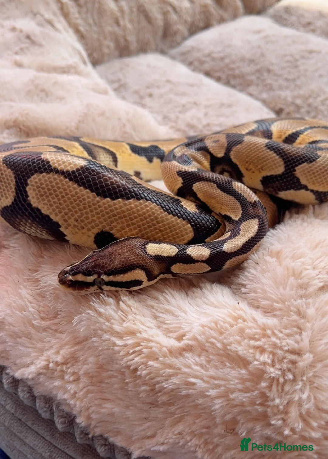Python Snake reptiles for sale: BH Cinnamon 100% het Ghost het Pied python, male in Peterlee - Advert 1