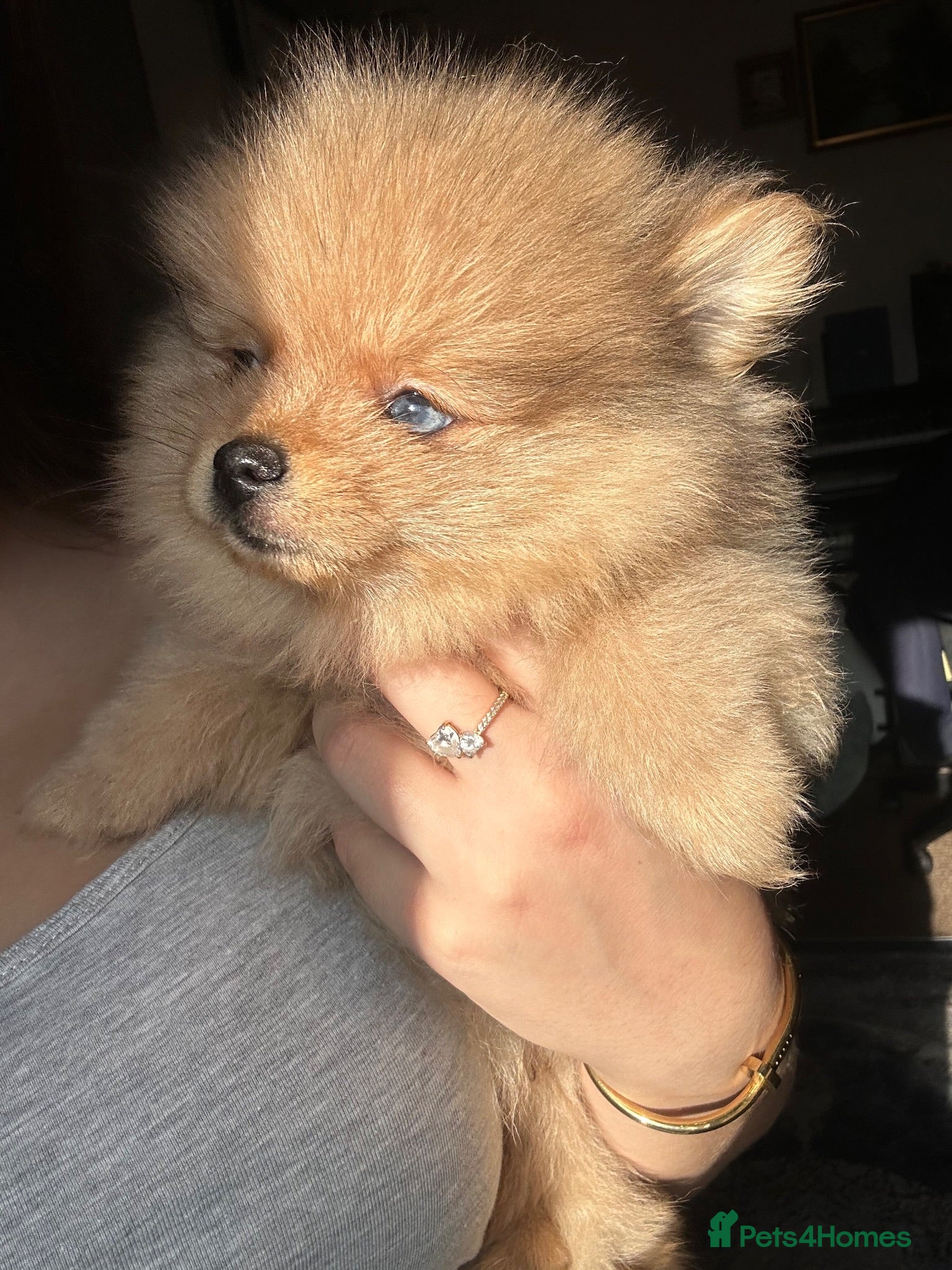 Pomeranian dogs Small pedigree boys left  - Advert 6