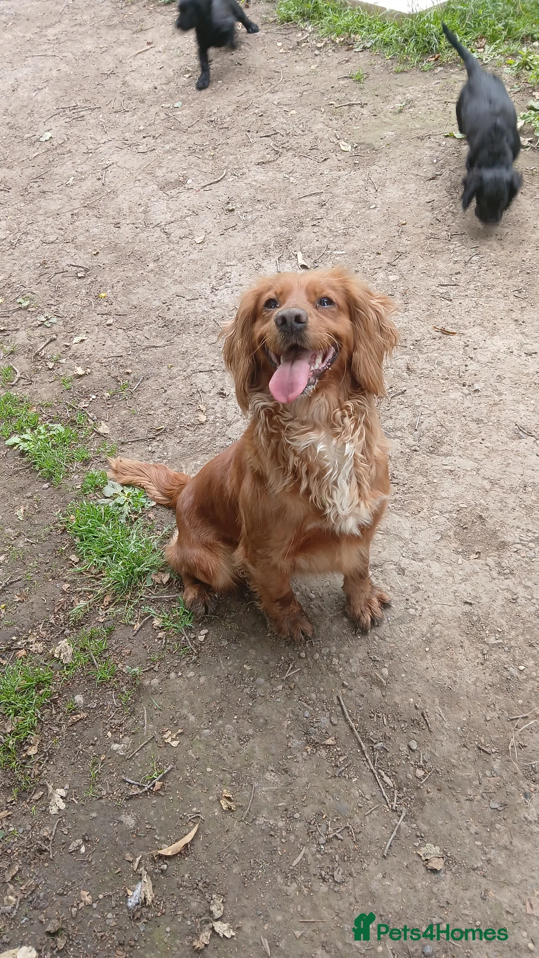 Cocker Spaniel dogs for sale: Working cocker spaniel pups - Advert 4