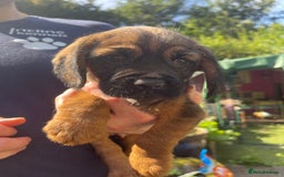 Mixed Breed dogs for sale: ❤️Beautiful Border Terrier cross puppies for sale. - Image 4