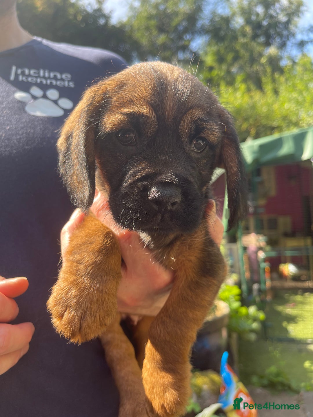 Mixed Breed dogs for sale: ❤️Beautiful Border Terrier cross puppies for sale. - Image 4