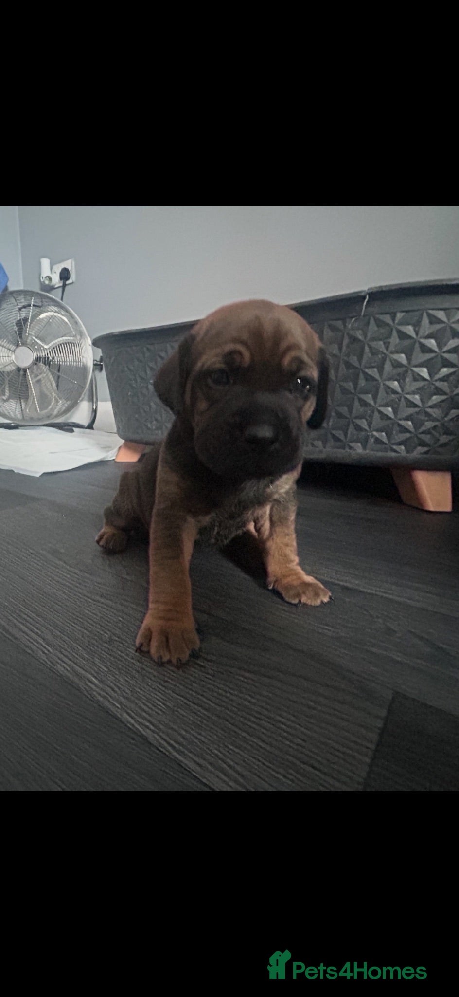 Mixed Breed dogs Cocker Spaniel x Shar Pei x Staff - Advert 17