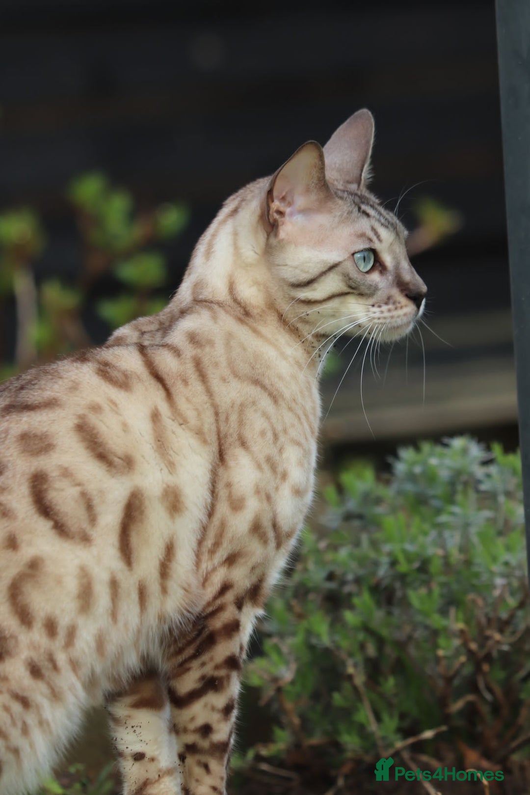 Bengal cats for sale: 🌟Pedigree bengal kittens🌟 - Image 18