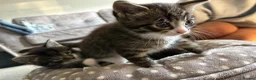 Mixed Breed cats for sale: 3 kittens for sale  - Advert 12