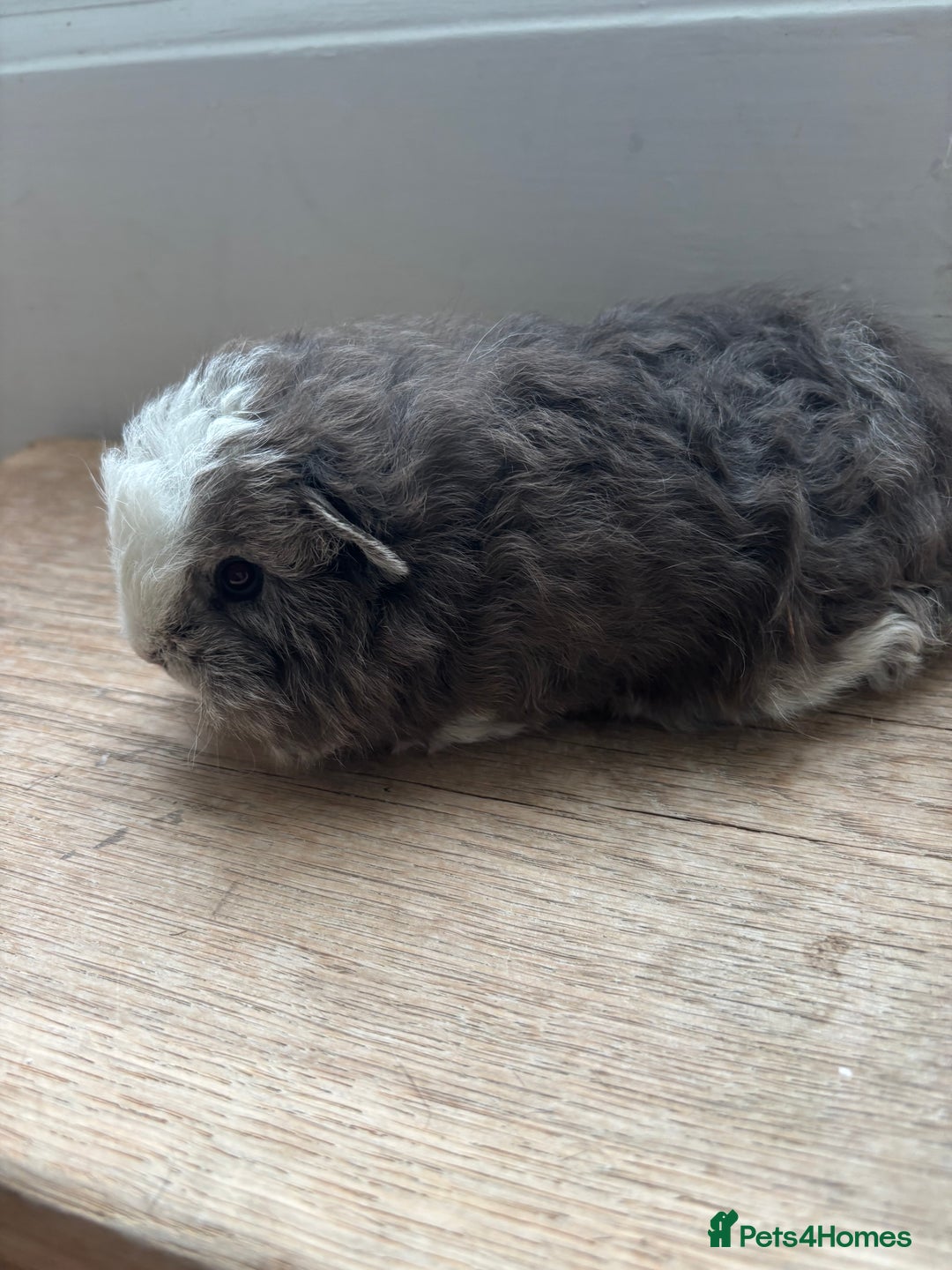 Guinea Pig rodents for sale: Proven Swiss Boar 9 months and son - Advert 9