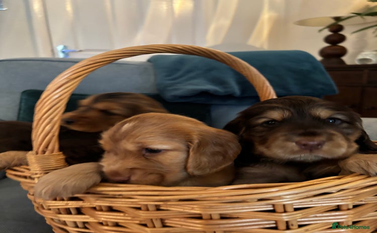 Cocker Spaniel dogs - Advert 8