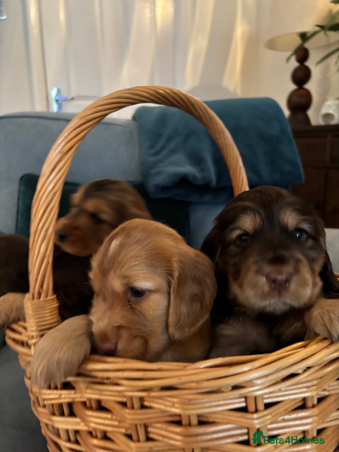 Cocker Spaniel dogs for sale: Outstanding FN clear kc reg cocker spaniel puppies - Image 20