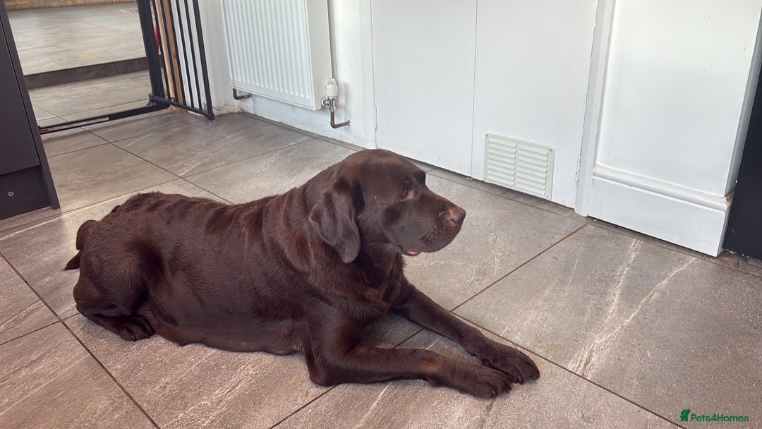 Labrador Retriever dogs for sale: Litter of chunky Show Labrador Retriever Puppies - Advert 3