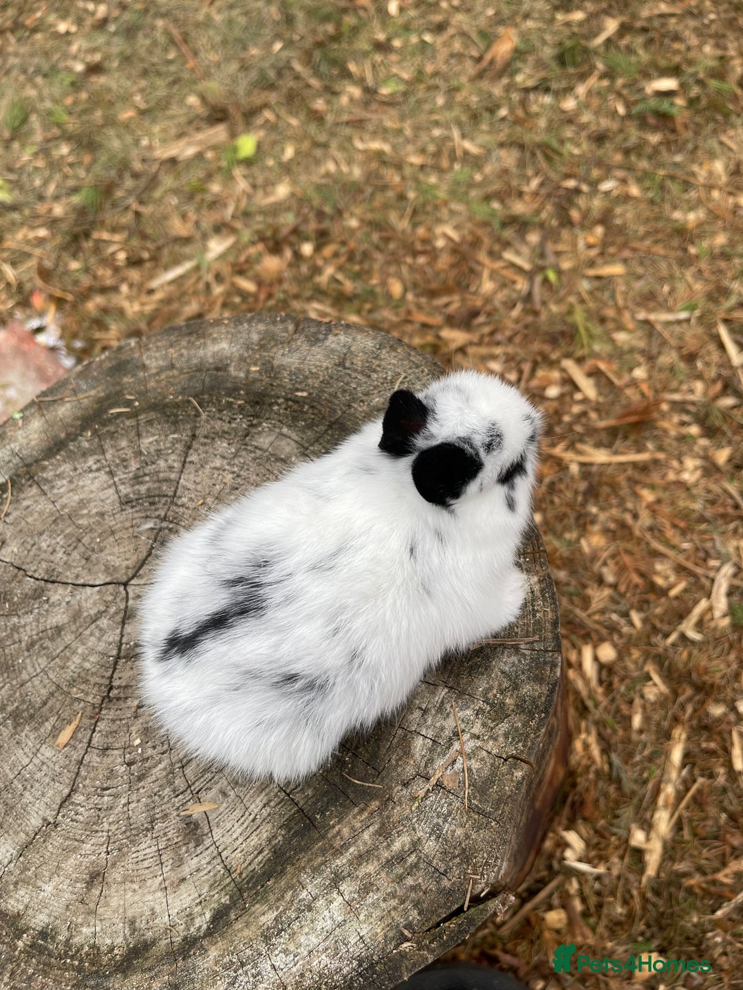 Netherland Dwarf rabbits for sale: Rare Colour purebred Netherland Dwarf  - Image 12
