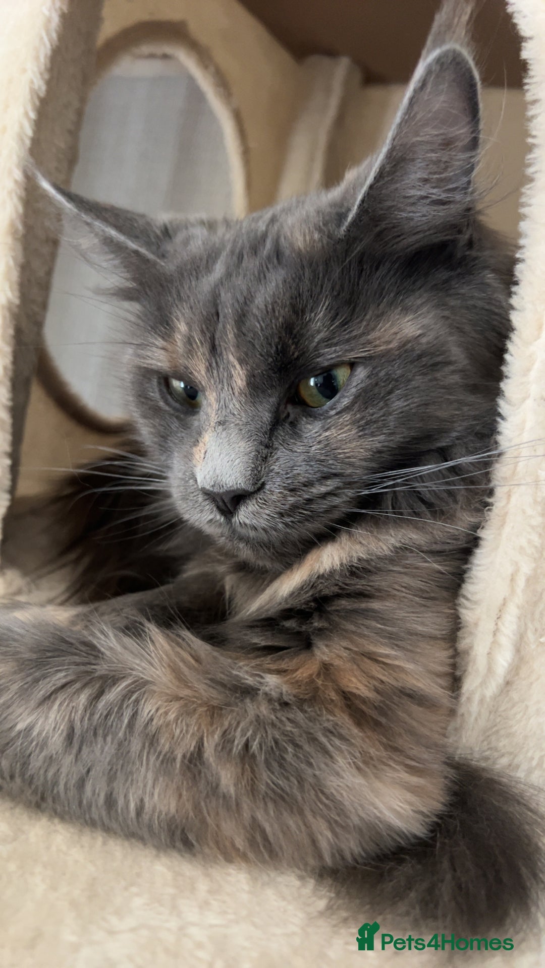 Maine Coon cats for sale: 2 odd eye male Mainecoon and 1 female smoke kitten - Advert 18