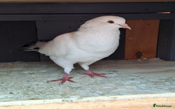 Pigeons birds for sale: 7 Pigeons for sale - Image 4