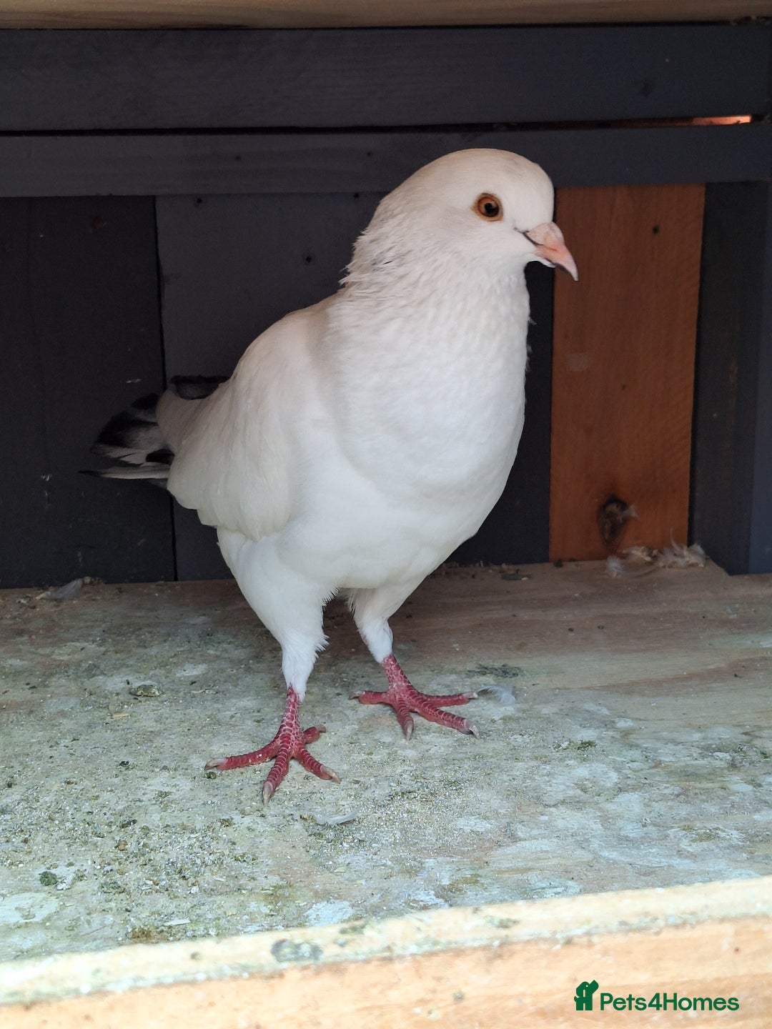 Pigeons birds for sale: 7 Pigeons for sale - Image 4