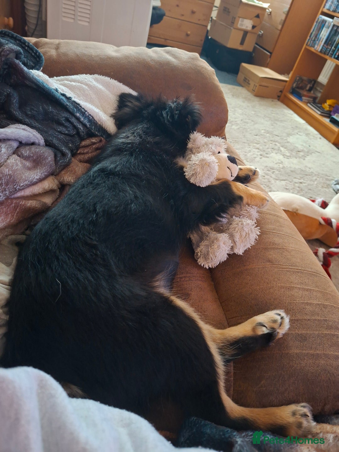 Mixed Breed dogs for sale: Chorkiepom - Advert 4