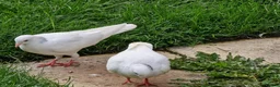 Pigeons birds for sale: White Tumbler baby pigeon for sale - Advert 5