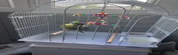 Parakeets birds for sale: Two beautiful young parakeets/12 months old  in Birmingham - Advert 3