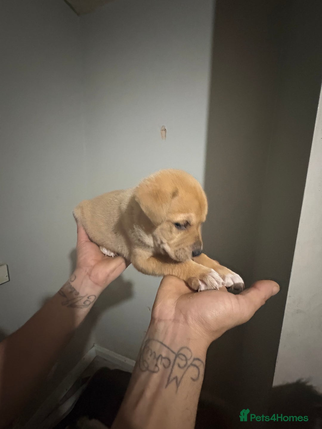 Mixed Breed dogs for sale: american akita  - Advert 17