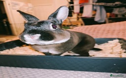 Rex rabbits for sale: Mini Rex Buck - Image 7