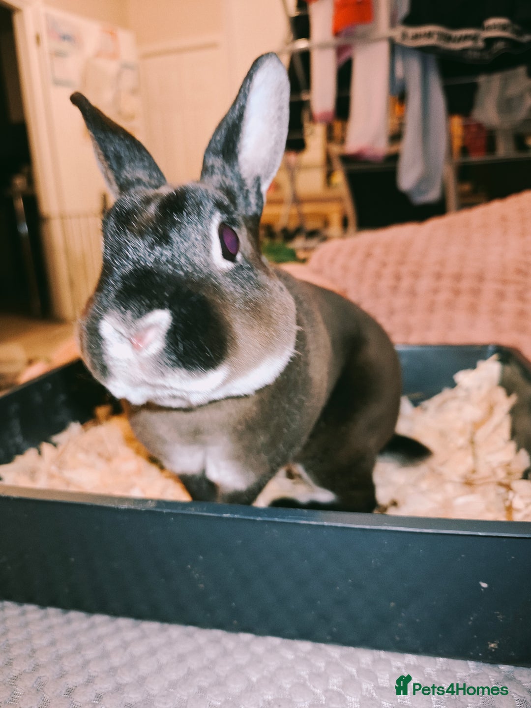 Rex rabbits for sale: Mini Rex Buck - Image 7
