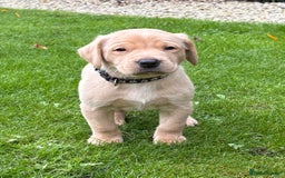 Labrador Retriever dogs for sale: Labrador Puppies - Image 1