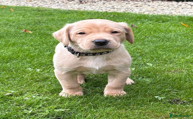 Labrador Retriever dogs - Advert 1