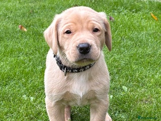 Labrador Retriever dogs - Advert 21