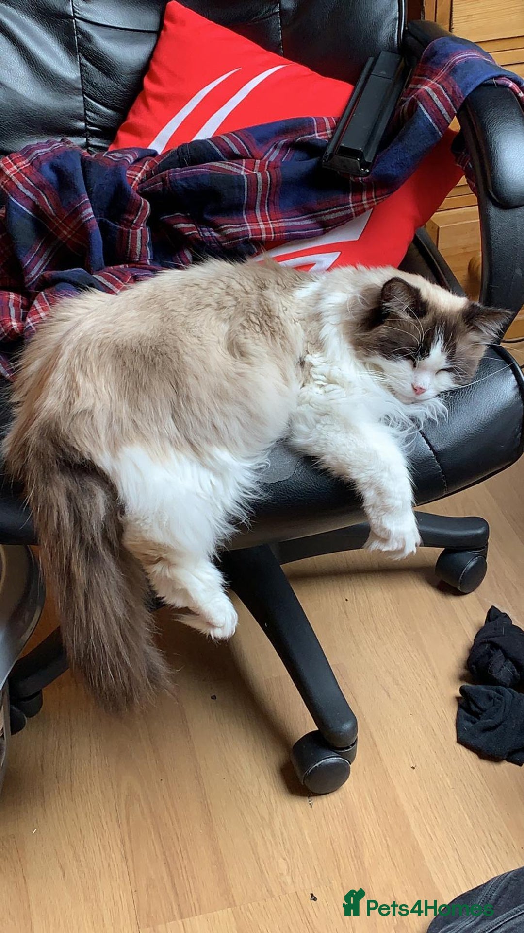Ragdoll cats for adoption: Dexter the rescue ragdoll - Image 10