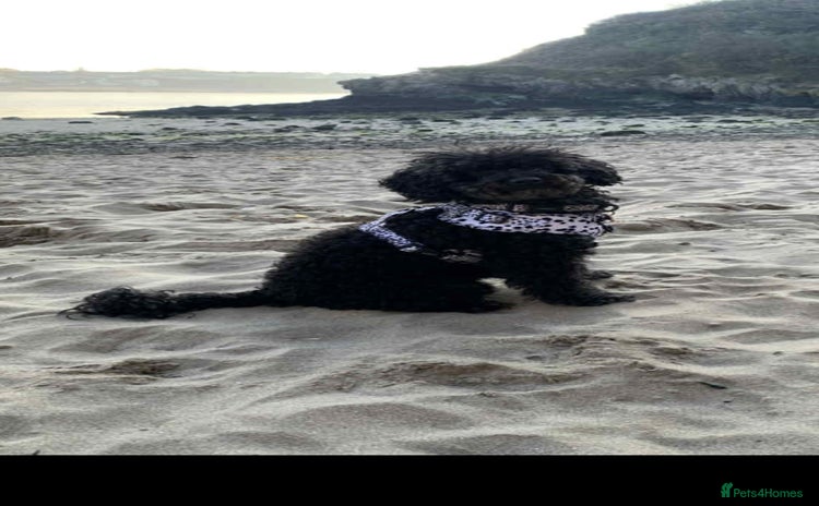 Toy Poodle dogs - Advert 10