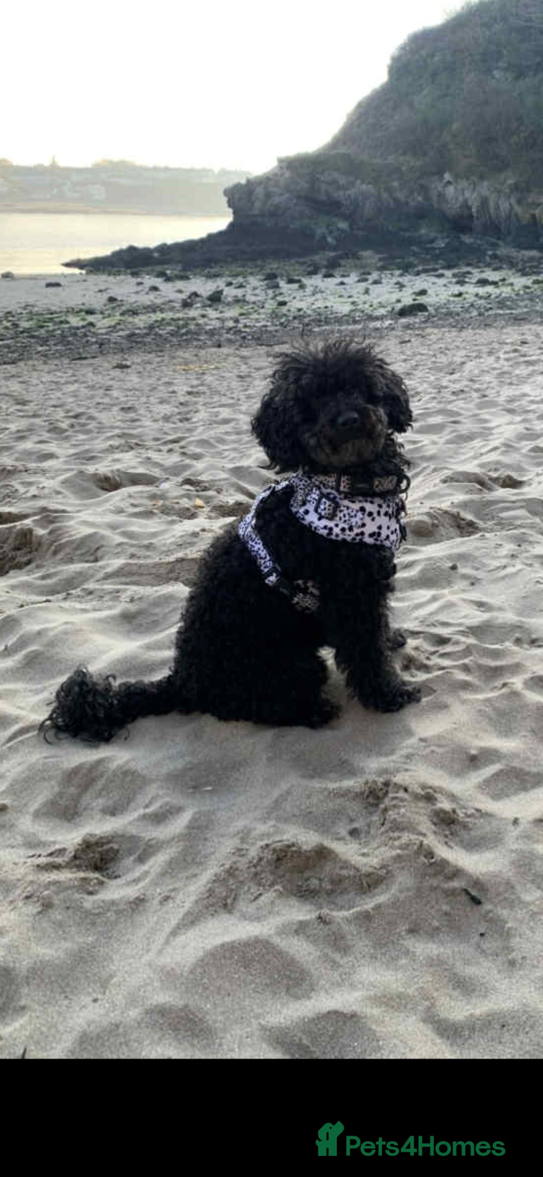 Toy Poodle dogs for sale: Toy poodle  - Image 1