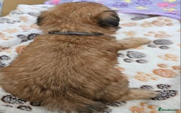 Zuchon dogs for sale: Shichon/Zuchon male puppy - Image 2