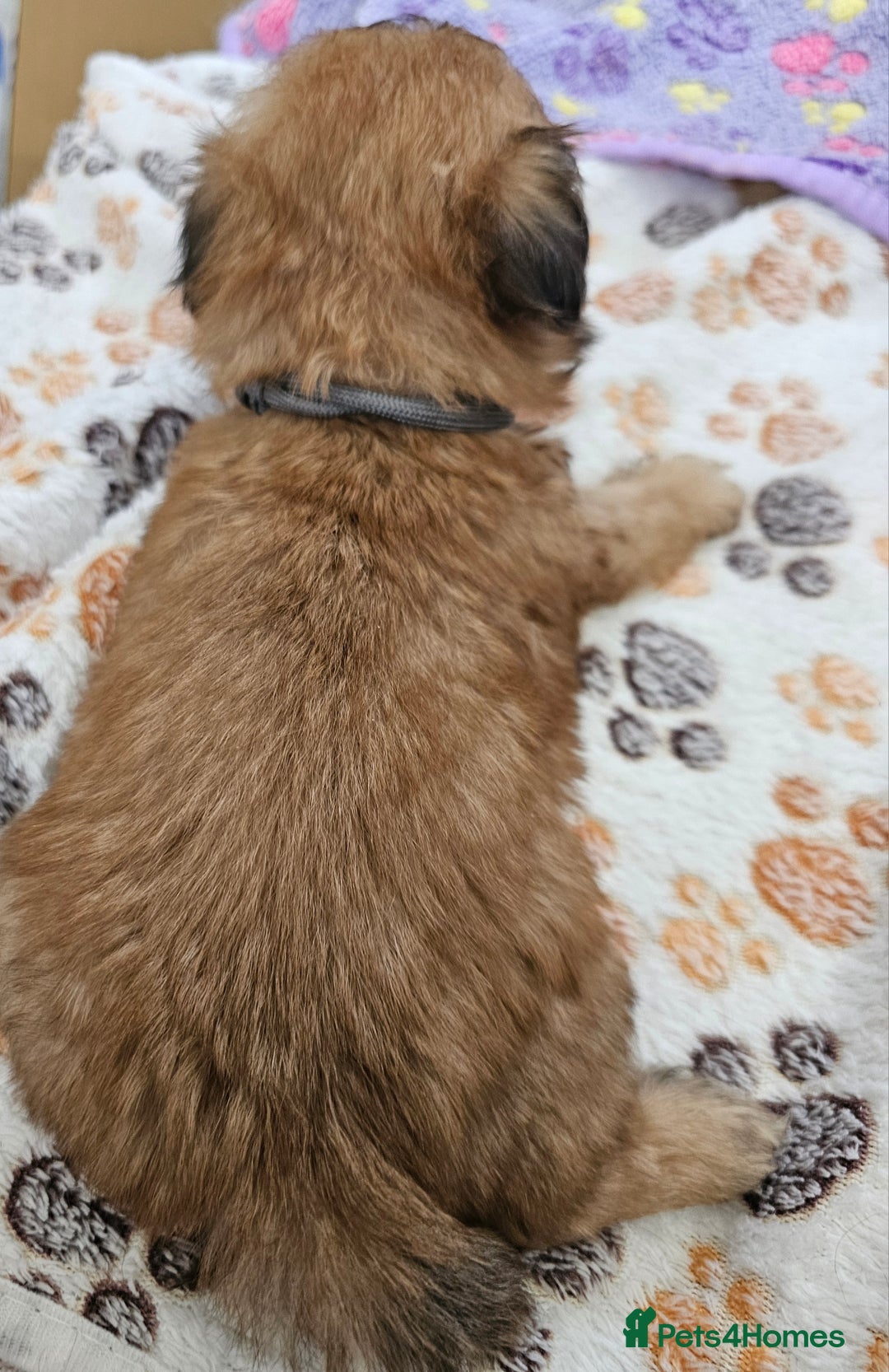 Zuchon dogs for sale: Shichon/Zuchon male puppy - Image 2