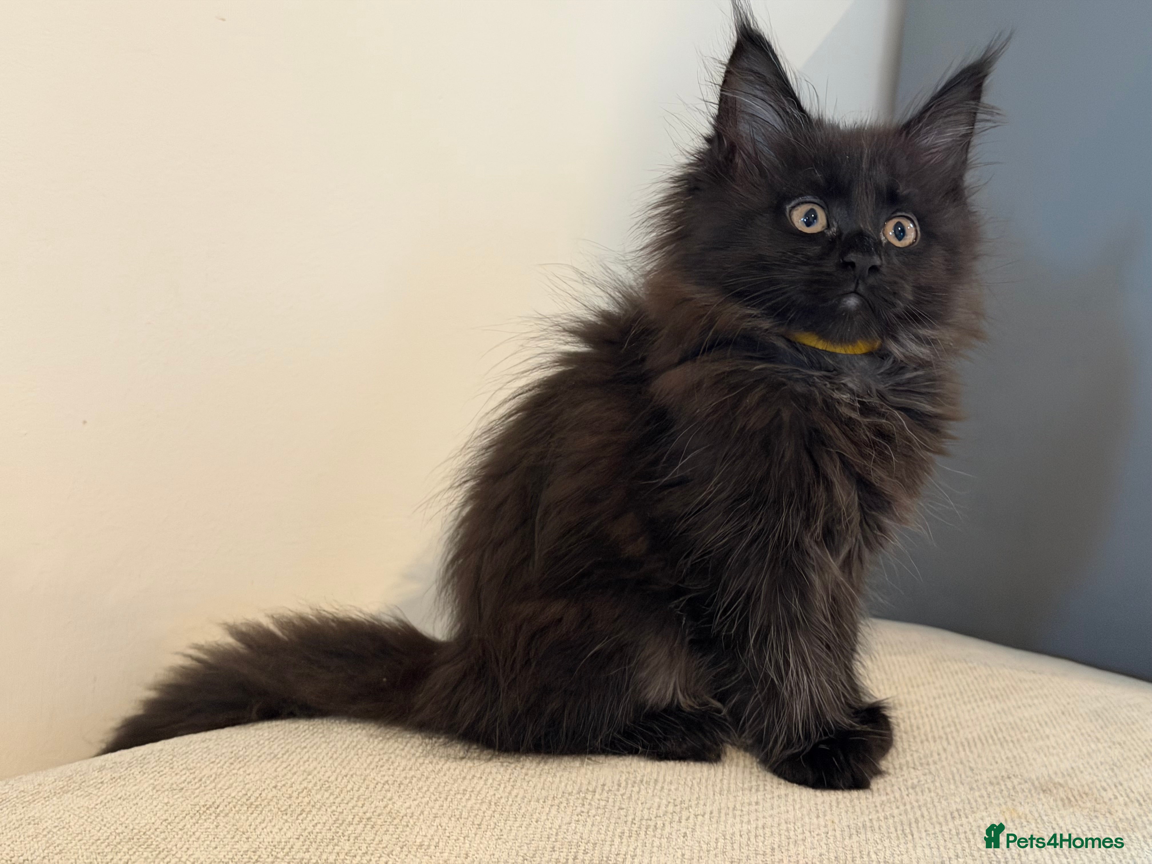 Maine Coon cats TICCA Registered Mainecoon Kittens  - Advert 2