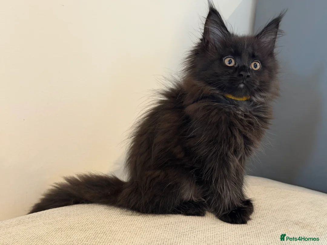 Maine Coon cats for sale: TICCA Registered Mainecoon Kittens  - Advert 2