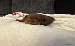 Miniature Dachshund dogs for sale: Stunning KC reg PRA clear Mini Dachshund puppies - Image 12