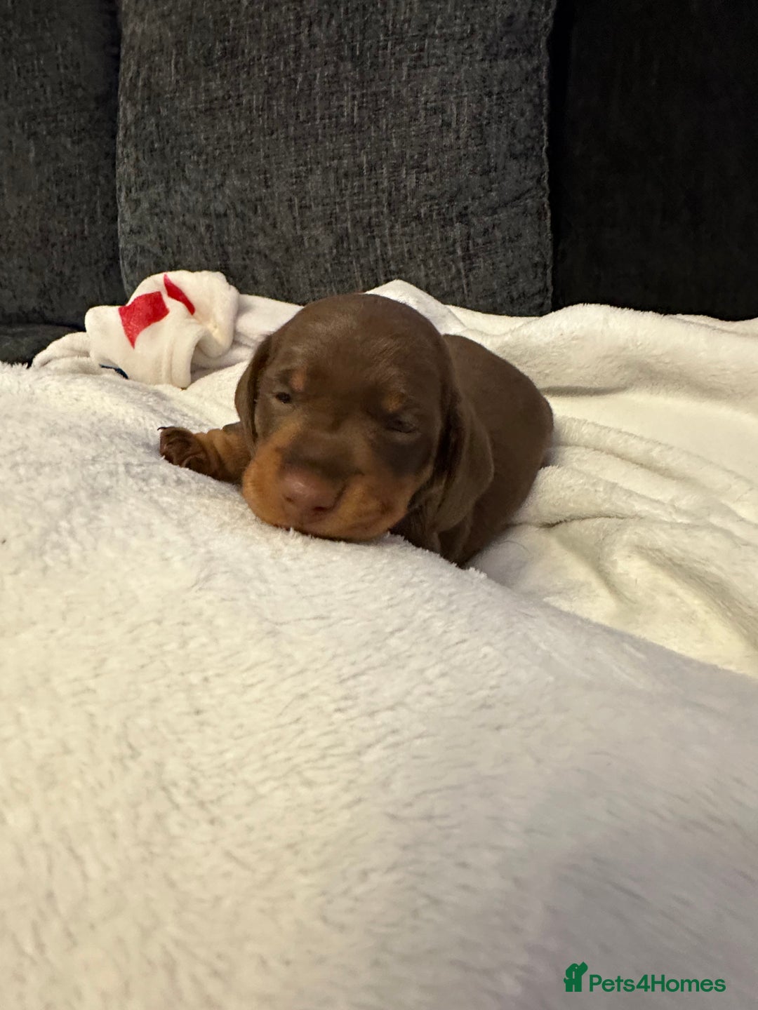 Miniature Dachshund dogs for sale: Stunning KC reg PRA clear Mini Dachshund puppies - Image 12