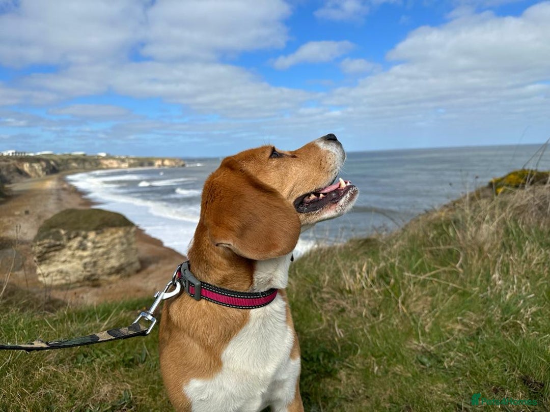 Beagle dogs for sale: Very sweet beagle girl - Advert 4