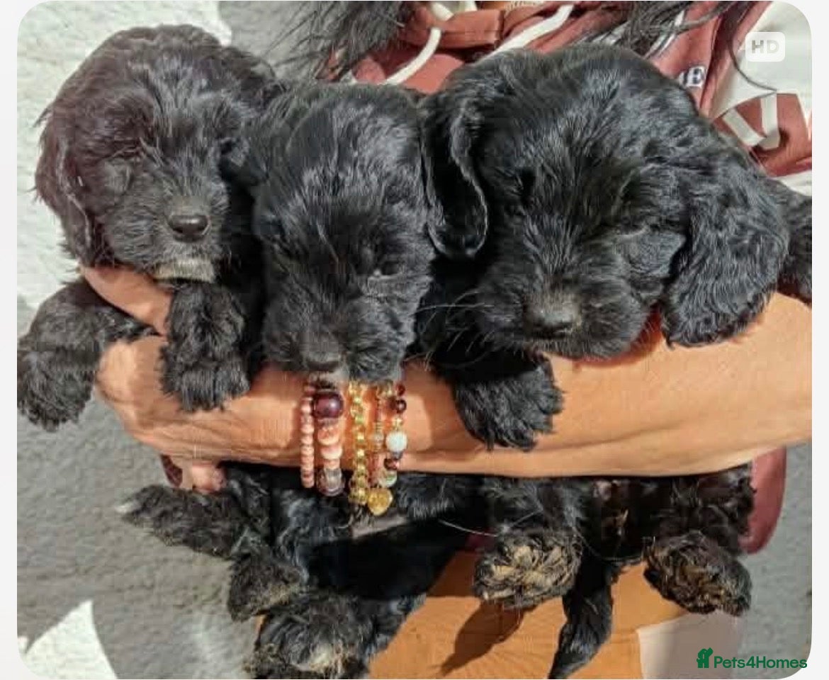 Sproodle dogs Sproodle Pups Ready Now Springer XMinature Poodle  - Advert 3