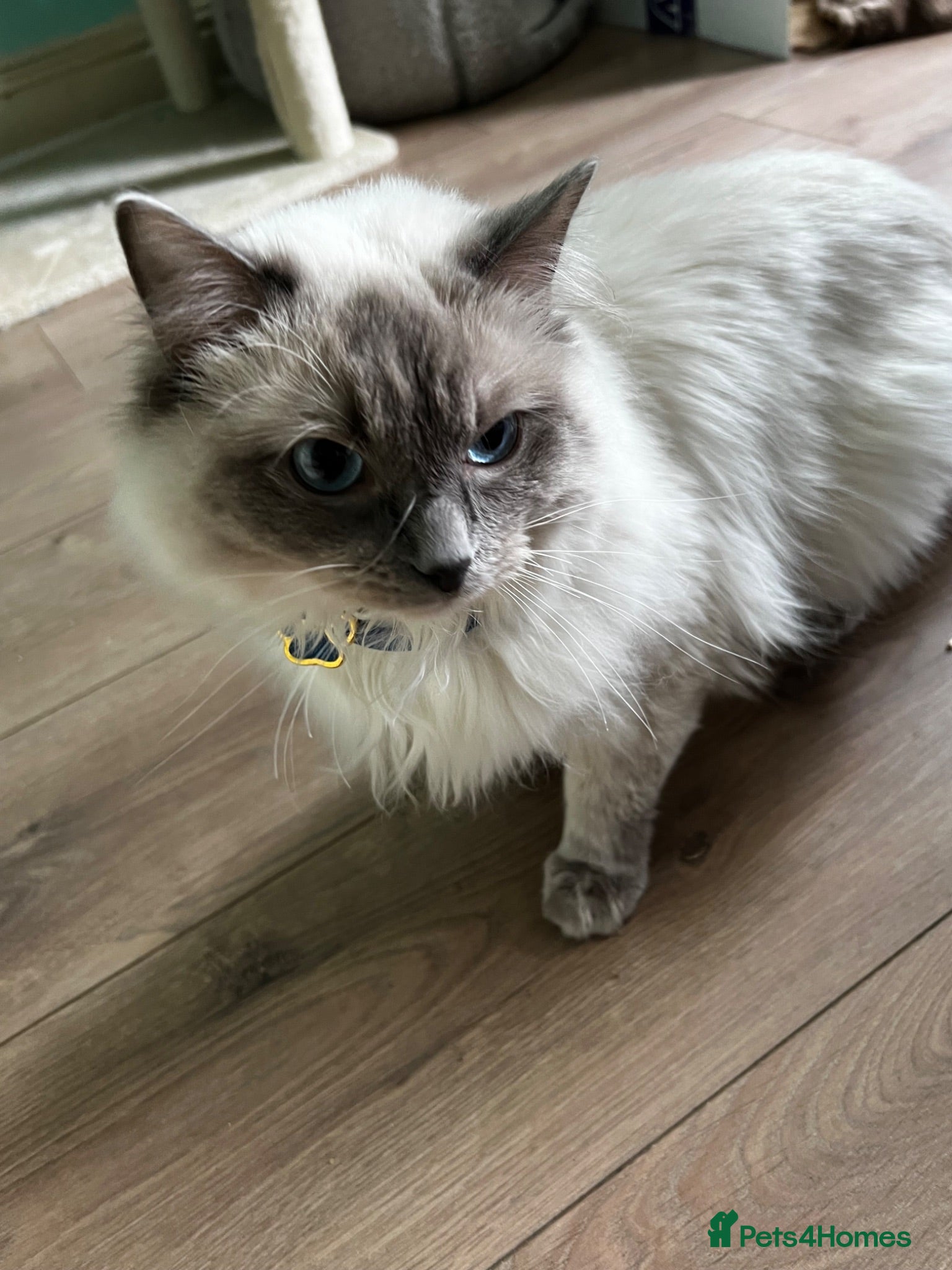 Ragdoll cats  GCCF Ragdoll Male - 1 Year Old - Advert 2