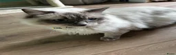 Ragdoll cats for sale:  GCCF Ragdoll Male - 1 Year Old - Advert 1