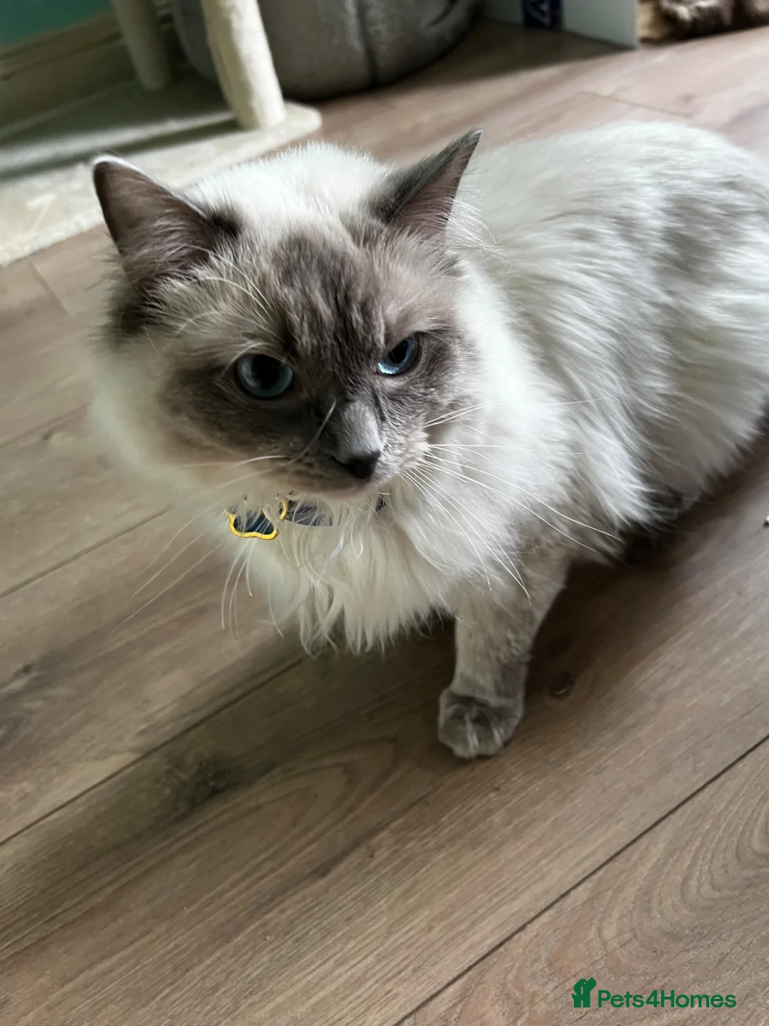 Ragdoll cats for sale:  GCCF Ragdoll Male - 1 Year Old - Advert 1