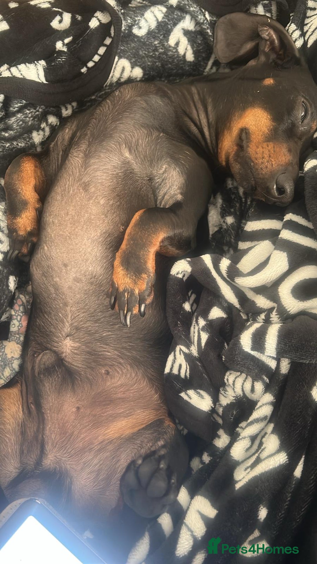 Dachshund dogs for stud: Dachshund as stud for first time! - Advert 5