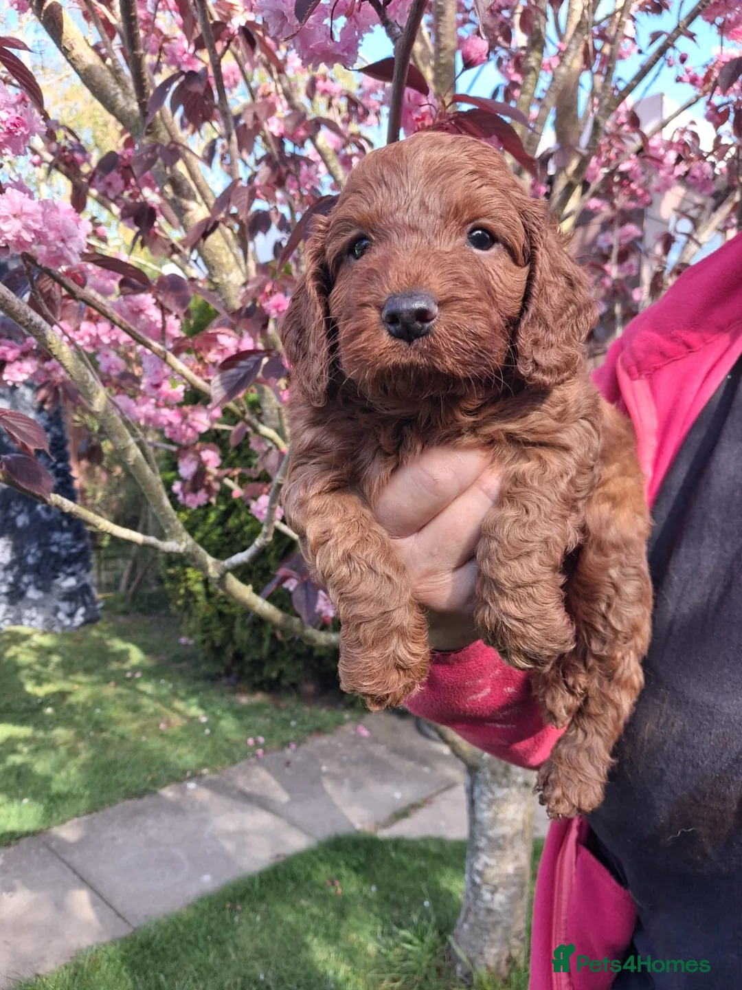 Cockapoo dogs for sale: Georgous cockerpoo puppy - Advert 1