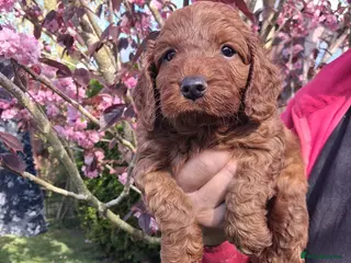 Cockapoo dogs Georgous cockerpoo puppy - Advert 18