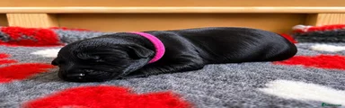 Giant Schnauzer 4